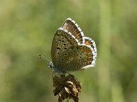 Polyommatus hispana 21, Provencaals blauwtje, Saxifraga-Willem van Kruijsbergen