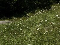 Polyommatus hispana 4, Provencaals bleek blauwtje, F, Isere, Miribel-Lanchatre, Saxifraga-Marijke Verhagen