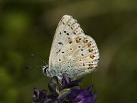 Polyommatus hispana 6, Provencaals bleek blauwtje, male, Saxifraga-Marijke Verhagen