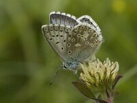 Polyommatus hispana 7, Provencaals bleek blauwtje, male, Saxifraga-Jan van der Straaten