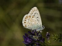 Polyommatus hispana 8, Provencaals bleek blauwtje, male, Saxifraga-Marijke Verhagen