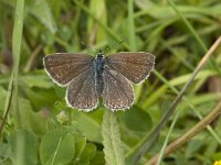 Polyommatus icarus 11, female, Icarusblauwtje, Saxifraga-Marijke Verhagen