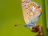 Polyommatus icarus 119, Icarusblauwtje, Saxifraga-Rudmer Zwerver : butterfly, close up, close-up, europe, insect, macro, nobody, one animal, side view, summer, the Netherlands, wildlife
