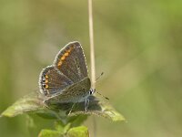 Polyommatus icarus 126, female, Icarusblauwtje, Saxifraga-Jan van der Straaten