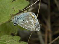 Polyommatus icarus 24, Icarusblauwtje, male, Saxifraga-Jan van der Straaten