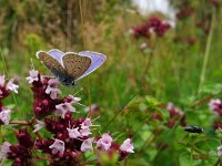 Polyommatus icarus 70, Icarusblauwtje, Saxifraga-Rudmer Zwerver