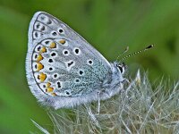 156_13, Icarisblauwtje : Icarusblauwtje, Polyommatus icarus, Common Blue