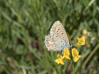 Polyommatus icarus 9, Icarusblauwtje, Saxifraga-Willem van Kruijsbergen