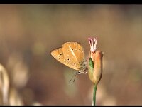 Polyommatus ripartii, Ripart s Anomalous Blue