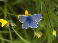 Polyommatus thersites 3, Esparcetteblauwtje, male, Saxifraga-Jan van der Straaten