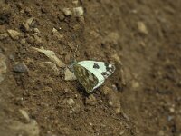 Pontia daplidice, Bath White