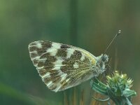 Pontia daplidice 4, Resedawitje, Vlinderstichting-Kars Veling