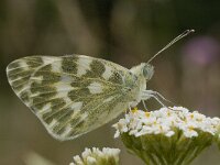 Pontia daplidice 5, Resedawitje, Vlinderstichting-Kars Veling