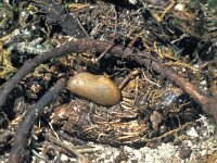 Pseudophilotes baton 5, Klein tijmblauwtje, pupa, Saxifraga-Frits Bink