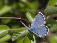 Pseudophilotes vicrama 2, Oostelijk tijmblauwtje, Vlinderstichting-Kars Veling