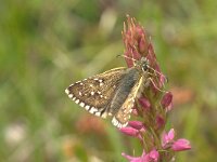 Pyrgus alveus 12, Groot spikkeldikkopje, Vlinderstichting-Kars Veling