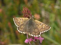 Pyrgus alveus 13, Groot spikkeldikkopje, Vlinderstichting-Kars Veling
