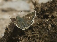 Pyrgus alveus 16, Groot spikkeldikkopje, Saxifraga-Jan van der Straaten