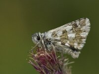 Pyrgus alveus 20, Groot spikkeldikkopje, Saxifraga-Willem van Kruijsbergen
