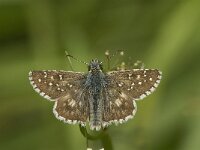 Pyrgus alveus 23, Groot spikkeldikkopje, Saxifraga-Jan van der Straaten