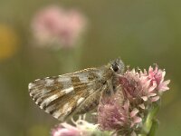 Pyrgus alveus 8, Groot spikkeldikkopje, Vliderstichting-Kars Veling