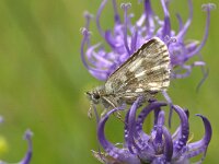 Pyrgus alveus 9, Groot spikkeldikkopje, Vlinderstichting-Kars Veling
