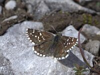 Pyrgus andromedae 7, Bergspikkeldikkopje, Vlinderstichting-Kars Veling