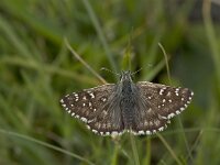 Pyrgus armoricanus 12, Bretons spikkeldikkopje, Vlinderstichting-Kars Veling