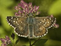 Pyrgus armoricanus 4, Bretons spikkeldikkopje, male, Saxifraga-Marijke Verhagen