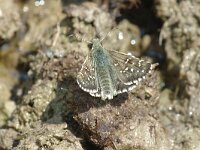 Pyrgus bellieri, Foulquier's Grizzled Skipper