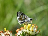 Pyrgus carthami 3, Witgezoomd spikkeldikkopje, Saxifraga-Peter Gergely