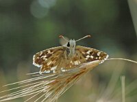 Pyrgus cinarae, Sandy Grizzled Skipper