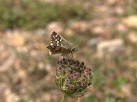 Pyrgus cirsii, Cinquefoil Skipper