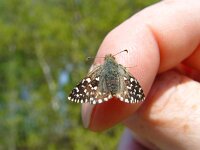 Pyrgus malvae 18, Aardbeivlinder, Vlinderstichting-Henk Bosma