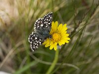Pyrgus malvae 23, Aardbeivlinder, Vlinderstichting-Henk Bosma