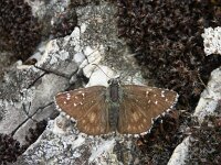 Pyrgus serratulae 3, Voorjaarsspikkeldikkopje, Vlinderstichting-Chris van Swaay  Voorjaarsspikkeldikkopje Pyrgus serratulae