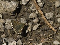 Pyrgus serratulae 9, Voorjaarsspikkeldikkopje, Saxifraga-Jan van der Straaten