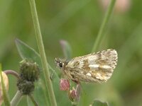 Pyrgus warrenensis, Warrens Skipper