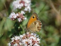 Pyronia tithonus, Gate Keeper