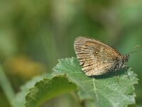 Pyronia tithonus 18, Oranje zandoogje, Vlinderstichting-Jaap Bouwman
