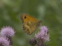 Pyronia tithonus 29, Oranje zandoogje, Saxifraga-Jan van der Straaten