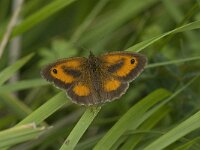 Pyronia tithonus 33, Oranje zandoogje, male, Saxifraga-Jan van der Straaten