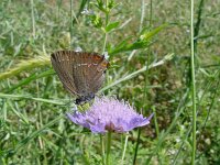 Satyrium acaciae, Sloe Hairstreak