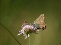 Satyrium esculi, False Ilex Hairstreak