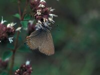 Satyrium esculi 2, Spaanse eikepage, Vlinderstichting-Kars Veling