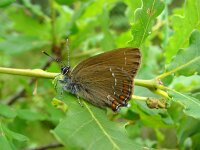 Satyrium ilicis 10, Bruine eikenpage, Vlinderstichting-Henk Bosma