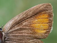 Satyrium ilicis 38, Bruine eikenpage, Saxifraga-Ab H. Baas