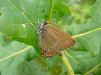 Satyrium ilicis 7, Bruine eikenpage, Vlinderstichting-Henk Bosma