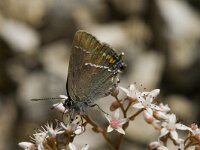 Satyrium spini 11, Wegedoornpage, Saxifraga-Jan van der Straaten