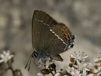 Satyrium spini 12, Wegedoornpage, Saxifraga-Jan van der Straaten